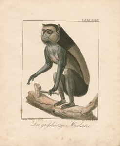 Macaco barbudo (gravura em chapa de cobre colorida à mão)