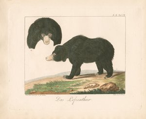 Urso do Sol da Malaia (litografia colorida à mão)