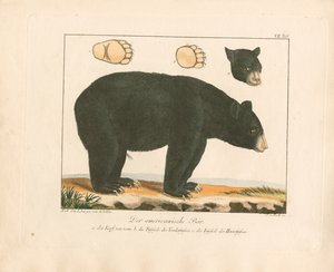 O Urso Americano (gravura em cobre colorida à mão)