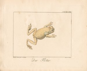 O Flautista (litografia colorida à mão)