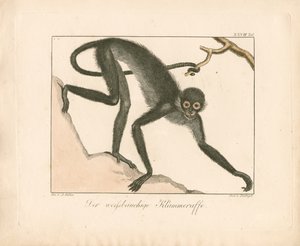 Macaco-aranha de barriga branca (gravura em chapa de cobre colorida à mão)