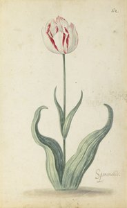 Tulipa "Speramondi", de um álbum de flores, c.1640