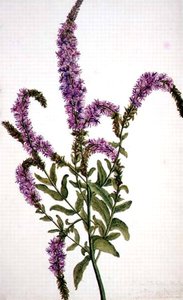 PD.128-1973f.11 Purple Spiked Willow Herb (Epilobium) 1787 (aguarela e guache) de Amelia Fancourt