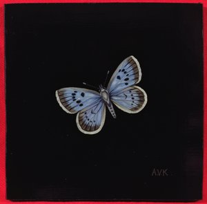 Borboleta azul grande, 2000