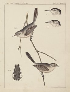 Aves - U.S.P.R.R. Exp. & Pesquisas, 35º Paralelo