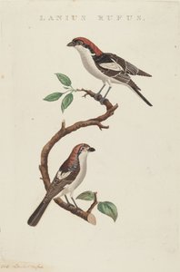 açougueiro vermelho de American 19th Century