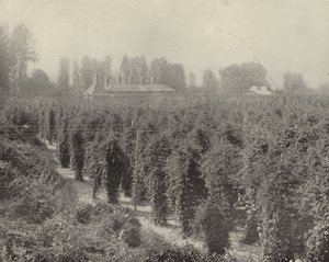 Um Washington Hop Yard (foto a p/b) de American Photographer (after)