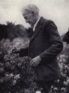 Luther Burbank entre as suas flores (foto a p/b) de American Photographer (after)