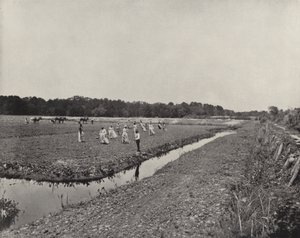 Plantio de arroz na Carolina do Norte (foto a p/b) de American Photographer (after)
