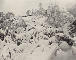 Folhagem de Inverno na Ilha da Luna (foto a p/b) de American Photographer (after)