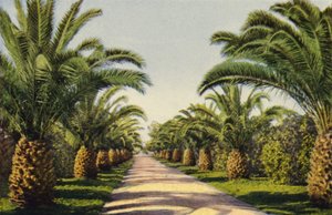 Um caminho de acesso em Riverside (fotografia a cores) de American Photographer