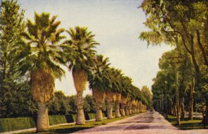 Um passeio de palmeiras perto de Los Angeles (fotografia a cores) de American Photographer