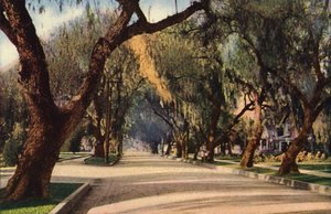 Avenue of Pepper Trees, Pasadena (fotografia a cores) de American Photographer