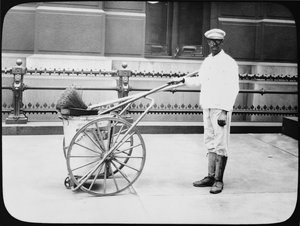 Limpador de rua da cidade, Filadélfia, c.1920 de American Photographer