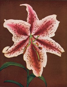Lírios: Lilium Auratum, Crimson Queen (fotografia a cores) de American Photographer