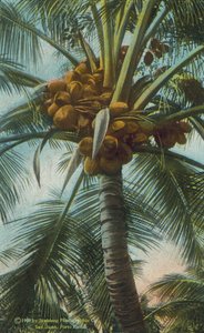 Porto Rico / Porto Rico: Cultivo de cacaueiros em Porto Rico (fotografia a cores) de American Photographer