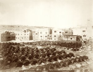 Curtume em Hebron com peles dispostas em primeiro plano, 1898-1911 de American Photographer