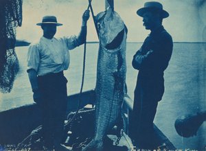 "Tarpon ou Silver King", 29 de outubro de American Photographer