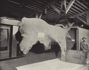 O elefante esconde de American Photographer