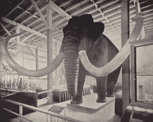 O Grande Mamute Siberiano de American Photographer