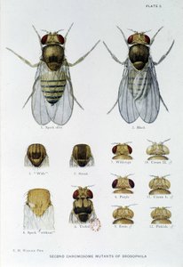 Abeilles - em "Contribuições para a genética da drosophila melanogaster", Thomas H. Morgan de American School