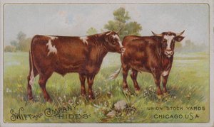 Cartão comercial americano a publicitar as peles de animais da Swift and Company, Union Stock Yards, Chicago, Illinois (litografia a cores) de American School