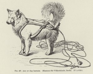 Ano ou arnês de cão de American School