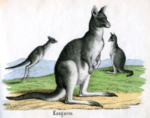 Impressão Antiga de Cangurus de American School