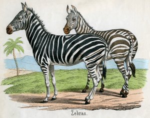 Impressão Antiga de Zebras de American School