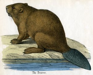 Impressão Antiga de um Castor de American School