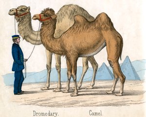 Impressão Antiga de um Camelo e Dromedário de American School