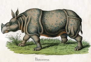 Impressão Antiga de um Rinoceronte de American School