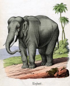 Impressão Antiga de um Elefante de American School