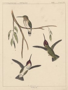 Pássaros, Prato XIX, 1855 de American School