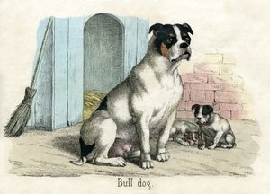 Bulldog, de A História Natural dos Animais de American School