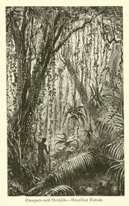 Trepadeiras e Orquídeas, Floresta Brasileira de American School