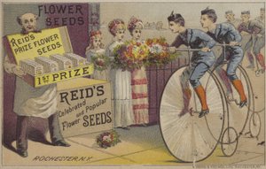 Sementes de flores (chromolitho) de American School
