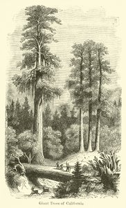 Árvores gigantes da Califórnia de American School
