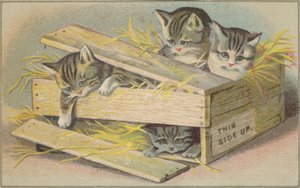 Gatinhos em uma caixa quebrada de American School