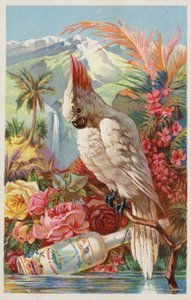 Arara empoleirada com garrafa de American School