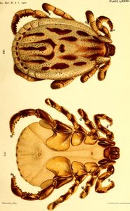 Dermacentor reticulatus masculino, ilustração de "Cattle ticks (Ixodoidea) of the United States" (Carrapatos de Gado (Ixodoidea) dos Estados Unidos da América) de American School