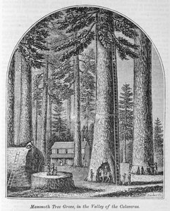 Bosque de árvores gigantescas no Vale das Calaveras, de &39;Todo o nosso País: O Passado e o Presente, Histórico e Descritivo&39;, de John Warner Barber e Henry Hare, 1861 de American School