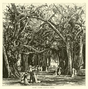 Piquenique sob árvores de banyan de American School