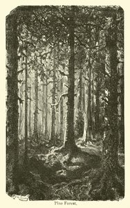 Floresta de pinheiros de American School