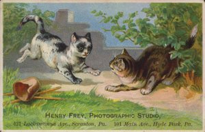 Gatinhos brincalhão de American School