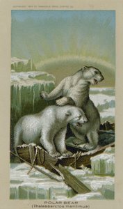 Urso Polar, Thalassarctos Maritimus (chromolitho) de American School