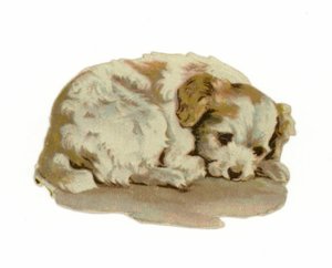 Filhote cachorro, dormir