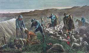 Abate de ovelhas durante a Guerra de Pleasant Valley Range, Arizona de American School