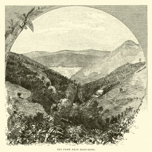 Fazenda de chá perto de Hong-Kong de American School