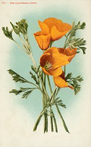 A papoila da Califórnia (litografia a cores) de American School